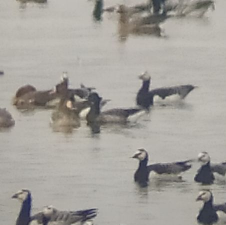 Ringelgans  - Łukasz Matyjasiak