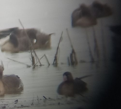 Oie naine  - Łukasz Matyjasiak