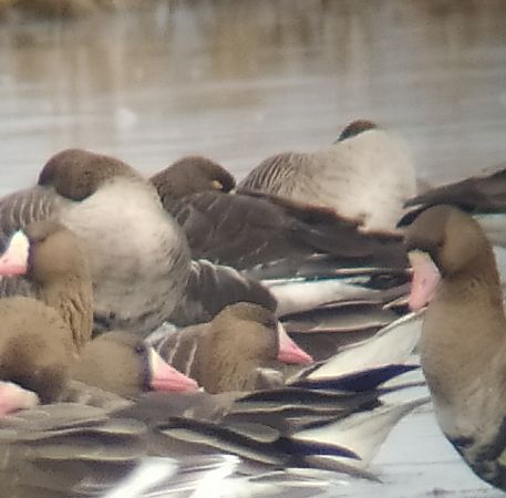 Zwerggans  - Łukasz Matyjasiak