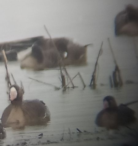 Zwerggans  - Łukasz Matyjasiak