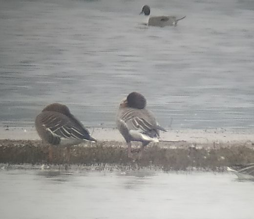 gęś krótkodzioba  - Łukasz Matyjasiak