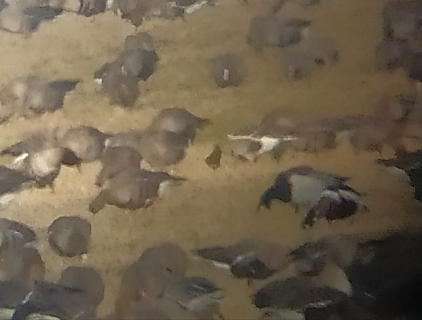 bernikla rdzawoszyja  - Łukasz Matyjasiak