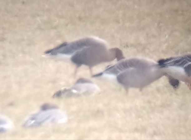 gęś krótkodzioba  - Łukasz Matyjasiak