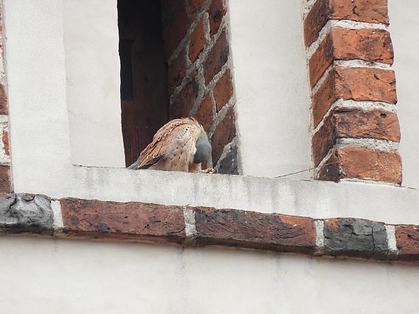 pustułka  - Marek Bebłot