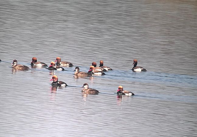 hełmiatka  - Robert Wysocki