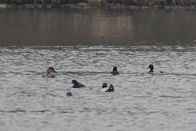 Ringschnabelente  - Michał Wnuk