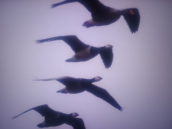 bernikla białolica  - Piotr Janowicz