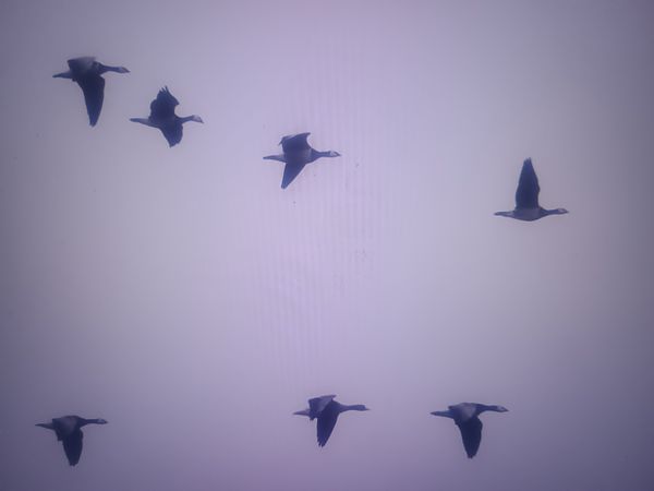 Weisswangengans  - Piotr Janowicz