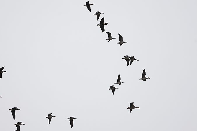 Weisswangengans  - Piotr Janowicz