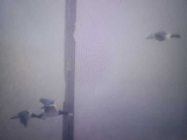 bernikla białolica  - Piotr Janowicz