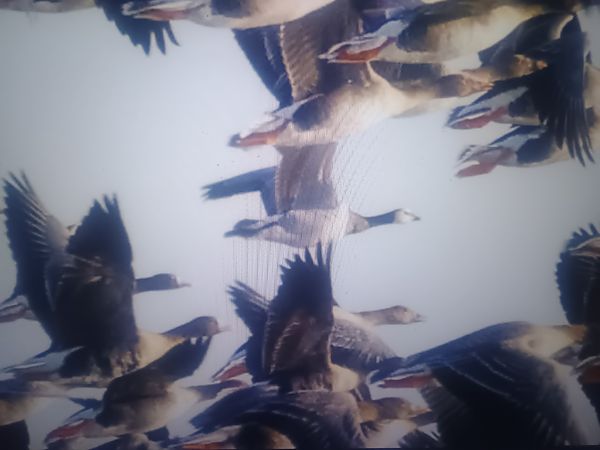 Weisswangengans  - Piotr Janowicz