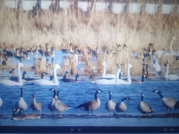 bernikla kanadyjska  - Piotr Janowicz