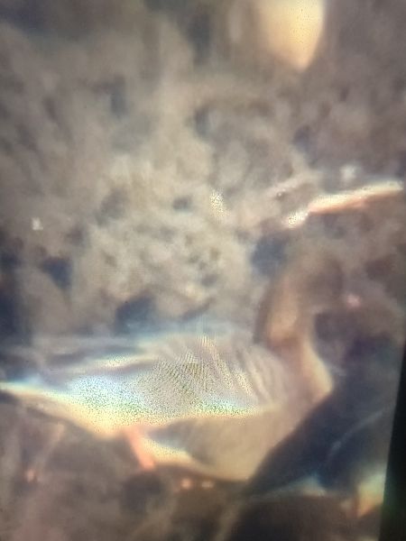 Oie à bec court  - Piotr Janowicz