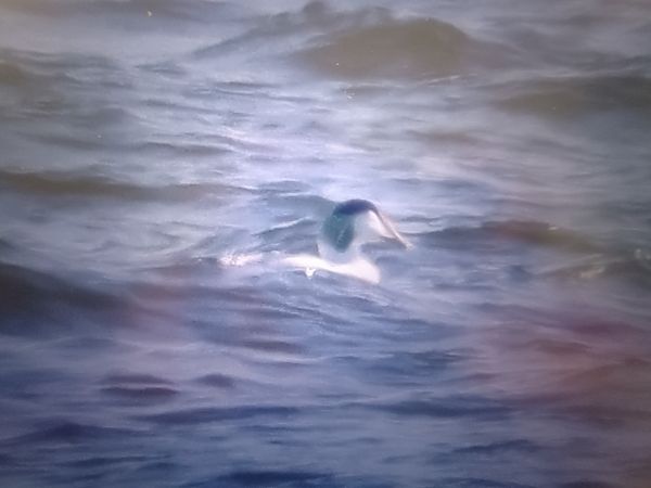 edredon  - Piotr Janowicz