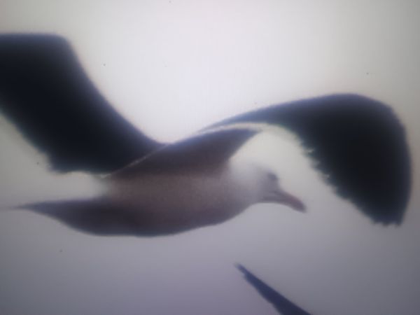 mewa żółtonoga (ssp. fuscus)  - Piotr Janowicz