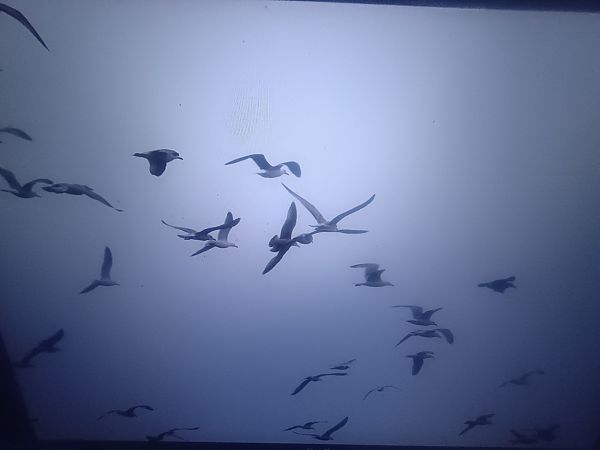 mewa żółtonoga (ssp. fuscus)  - Piotr Janowicz