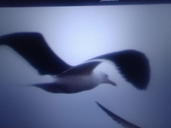 mewa żółtonoga (ssp. fuscus)  - Piotr Janowicz