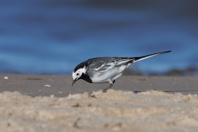 pliszka siwa (brytyjska, ssp. yarrellii)  - Piotr Janowicz