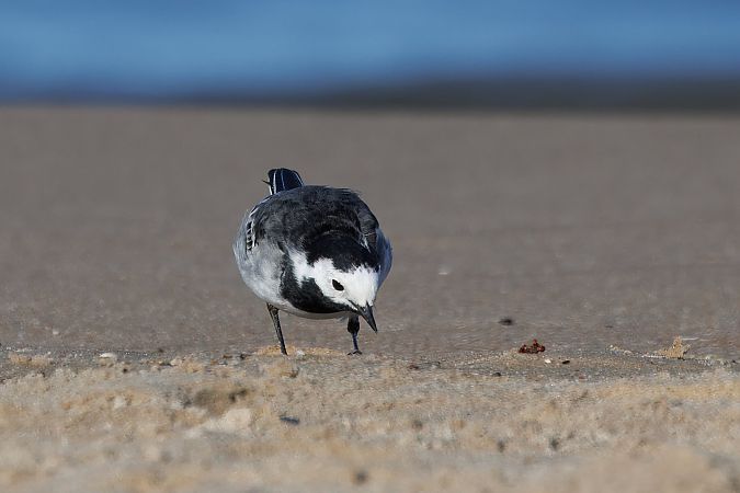 pliszka siwa (brytyjska, ssp. yarrellii)  - Piotr Janowicz