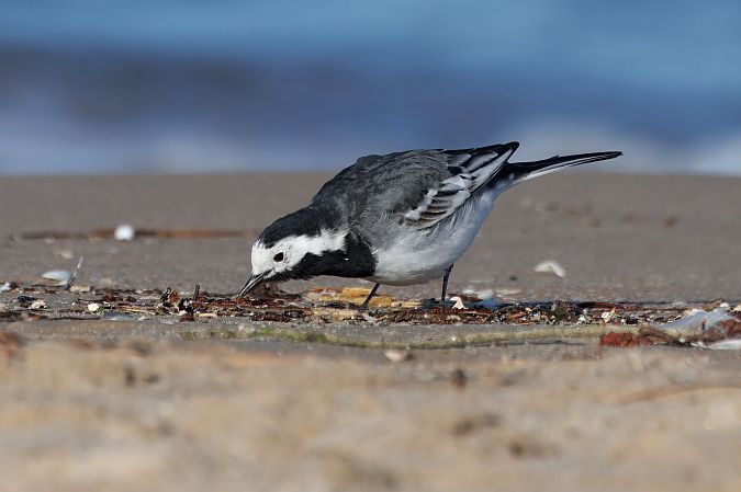 pliszka siwa (brytyjska, ssp. yarrellii)  - Piotr Janowicz