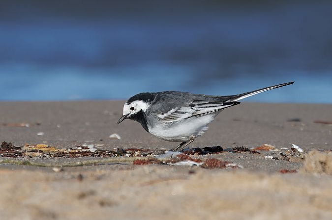 pliszka siwa (brytyjska, ssp. yarrellii)  - Piotr Janowicz