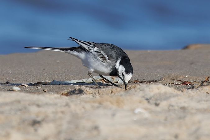 pliszka siwa (brytyjska, ssp. yarrellii)  - Piotr Janowicz