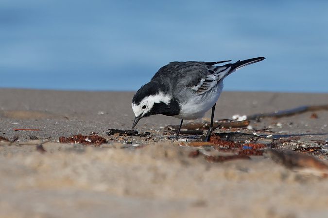 pliszka siwa (brytyjska, ssp. yarrellii)  - Piotr Janowicz