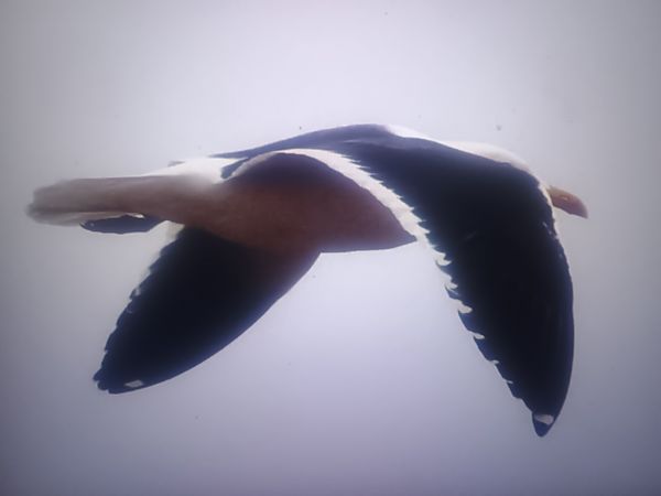 mewa żółtonoga (ssp. fuscus)  - Piotr Janowicz