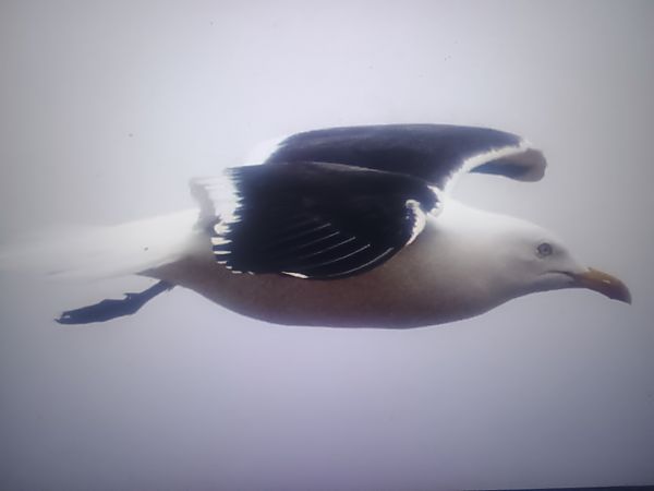 mewa żółtonoga (ssp. fuscus)  - Piotr Janowicz