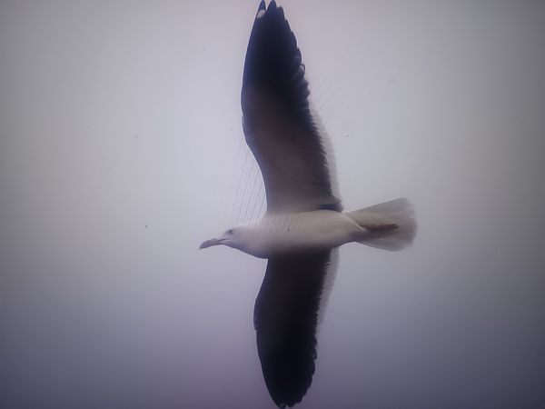 mewa żółtonoga (ssp. fuscus)  - Piotr Janowicz