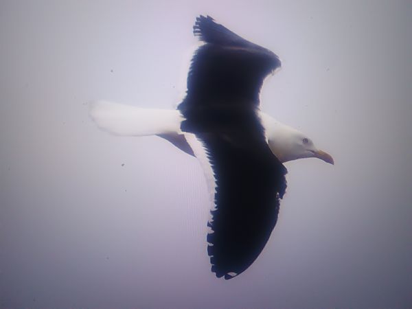 mewa żółtonoga (ssp. fuscus)  - Piotr Janowicz