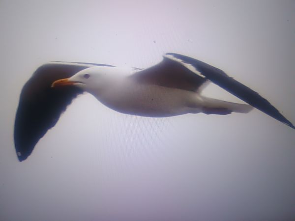 mewa żółtonoga (ssp. fuscus)  - Piotr Janowicz