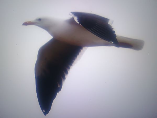 mewa żółtonoga (ssp. fuscus)  - Piotr Janowicz