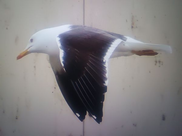 mewa żółtonoga (ssp. fuscus)  - Piotr Janowicz