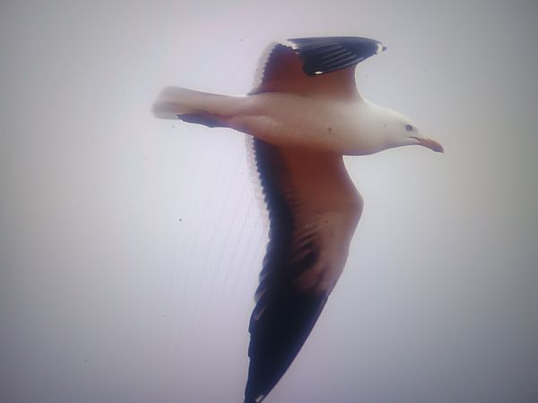 mewa żółtonoga (ssp. fuscus)  - Piotr Janowicz