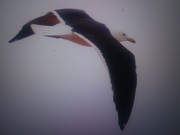 mewa żółtonoga (ssp. fuscus)  - Piotr Janowicz