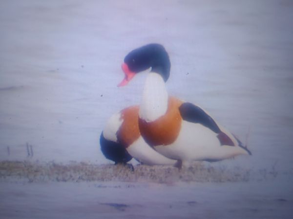 Brandgans  - Piotr Janowicz