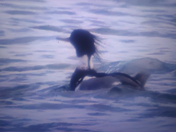 Mittelsäger  - Piotr Janowicz