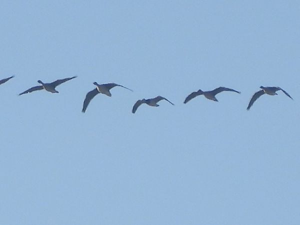 Weisswangengans  - Grzegorz Zioło