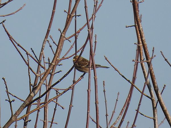 Berghänfling  - Grzegorz Zioło