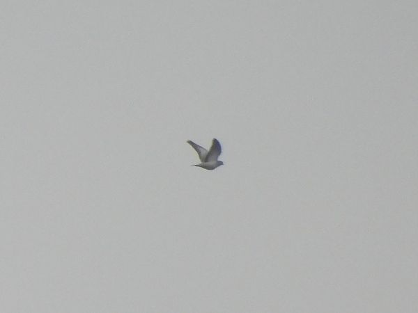 siniak  - Grzegorz Zioło