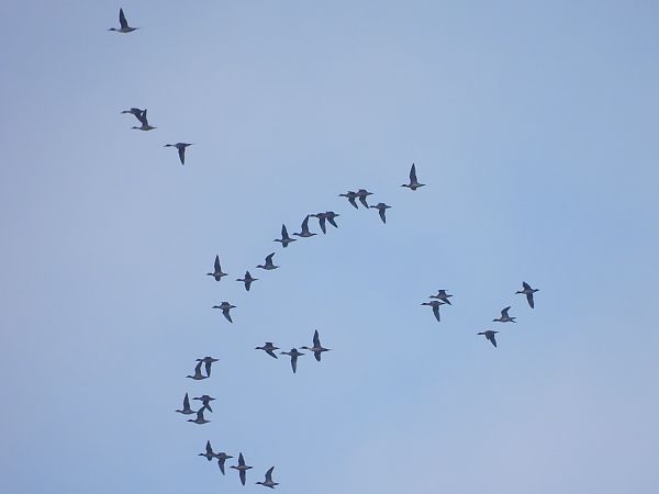 świstun  - Grzegorz Zioło