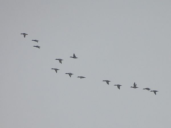 głowienka  - Grzegorz Zioło