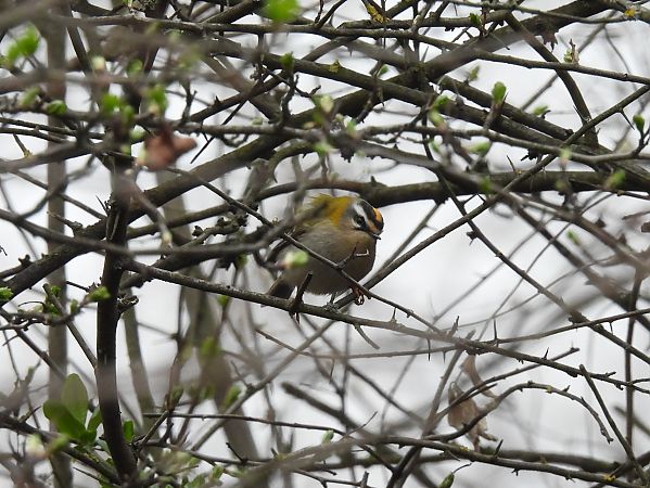 zniczek  - Grzegorz Zioło