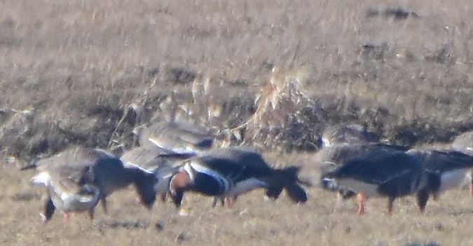 Rothalsgans  - Michał Włodarczyk