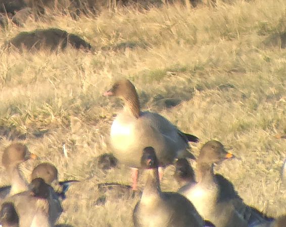 Oie à bec court  - Bartosz Ziała