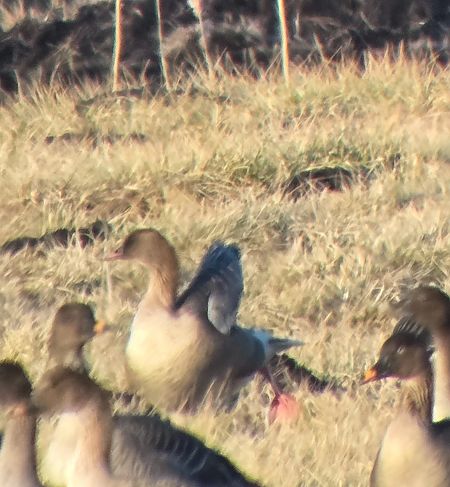 gęś krótkodzioba  - Bartosz Ziała