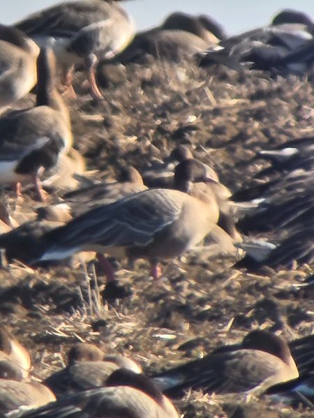 Kurzschnabelgans  - Bartosz Ziała