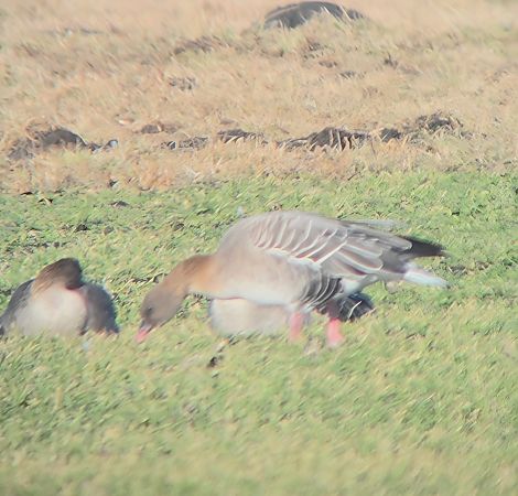gęś krótkodzioba  - Bartosz Ziała