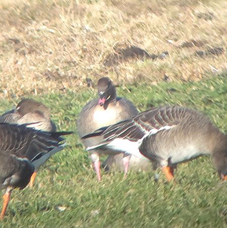 Kurzschnabelgans  - Bartosz Ziała